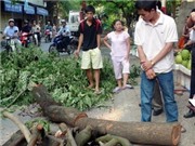 Bóng đá anh, ngoại hạng anh, lịch thi đấu euro 2012, Vẫn tái diễn nạn chặt trộm cây gỗ sưa tại Hà Nội